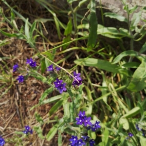 Photographie n°2209362 du taxon Anchusa officinalis L. [1753]