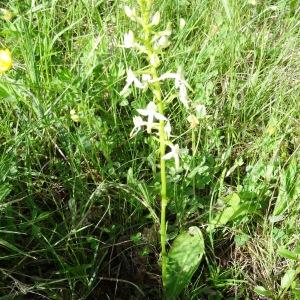 Photographie n°2209385 du taxon Platanthera bifolia (L.) Rich. [1817]