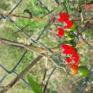 Photographie n°2209392 du taxon Solanum dulcamara L. [1753]