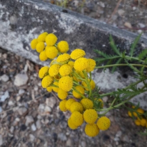 Photographie n°2209398 du taxon Tanacetum vulgare L. [1753]