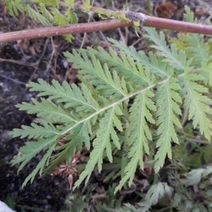 Photographie n°2209399 du taxon Tanacetum vulgare L. [1753]