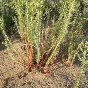 Photographie n°2209404 du taxon Euphorbia paralias L.