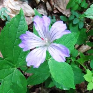 Photographie n°2209438 du taxon Geranium nodosum L.