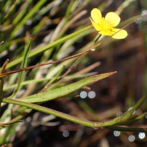 Photographie n°2209468 du taxon Ranunculus flammula L. [1753]