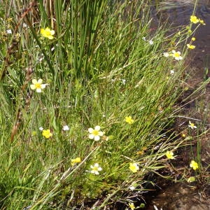 Photographie n°2209470 du taxon Ranunculus flammula L. [1753]