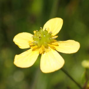 Photographie n°2209472 du taxon Ranunculus flammula L. [1753]