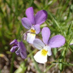 Photographie n°2209479 du taxon Viola tricolor L. [1753]