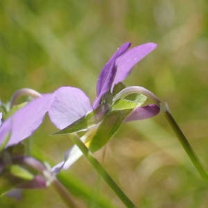 Photographie n°2209480 du taxon Viola tricolor L. [1753]