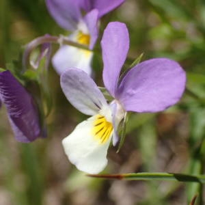 Photographie n°2209481 du taxon Viola tricolor L. [1753]