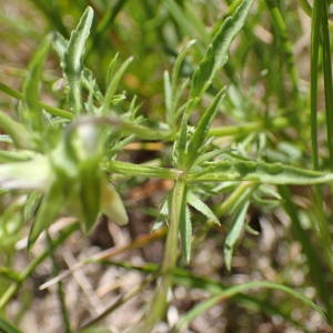 Photographie n°2209486 du taxon Viola tricolor L. [1753]
