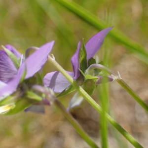 Photographie n°2209492 du taxon Viola tricolor L. [1753]