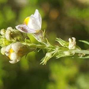 Photographie n°2209499 du taxon Linaria repens (L.) Mill.