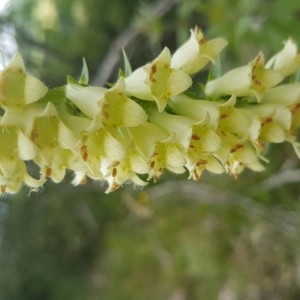 Photographie n°2209512 du taxon Digitalis lutea L.