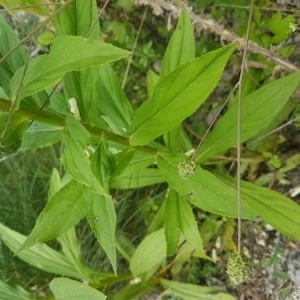 Photographie n°2209514 du taxon Digitalis lutea L.