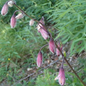 Photographie n°2209567 du taxon Lilium martagon L. [1753]