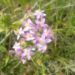 Photographie n°2209573 du taxon Centaurium erythraea Rafn [1800]