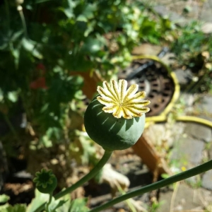 Photographie n°2209586 du taxon Papaver somniferum L. [1753]