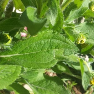 Photographie n°2209609 du taxon Rudbeckia hirta L. [1753]