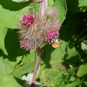 Photographie n°2209644 du taxon Arctium lappa L. [1753]