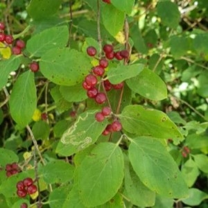 Photographie n°2209646 du taxon Lonicera xylosteum L. [1753]
