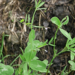 Photographie n°2209658 du taxon Ervum tetraspermum L. [1753]