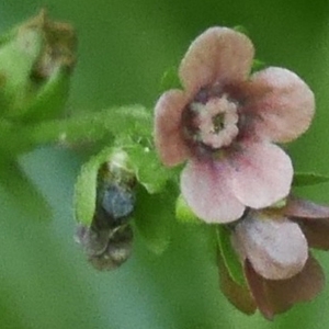 Photographie n°2209704 du taxon Cynoglossum germanicum Jacq. [1767]