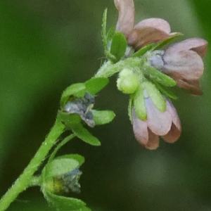 Photographie n°2209705 du taxon Cynoglossum germanicum Jacq. [1767]