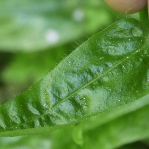 Photographie n°2209714 du taxon Cynoglossum germanicum Jacq. [1767]