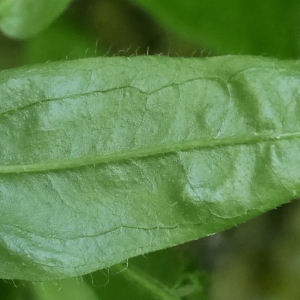 Photographie n°2209715 du taxon Cynoglossum germanicum Jacq. [1767]