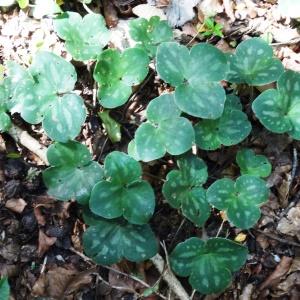 Photographie n°2209770 du taxon Anemone hepatica L.