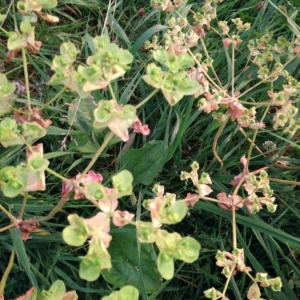 Photographie n°2209861 du taxon Claytonia perfoliata Donn ex Willd. [1798]