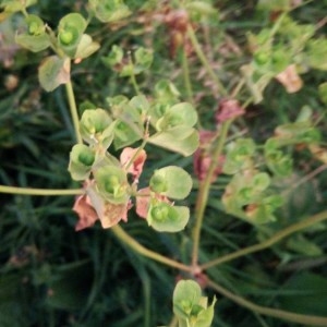 Photographie n°2209862 du taxon Claytonia perfoliata Donn ex Willd. [1798]