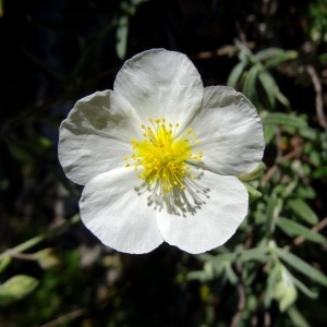 Photographie n°2209918 du taxon Helianthemum apenninum (L.) Mill.