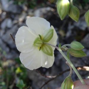 Photographie n°2209920 du taxon Helianthemum apenninum (L.) Mill.