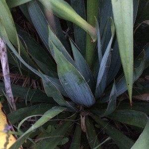 Photographie n°2209983 du taxon Yucca gloriosa L. [1753]