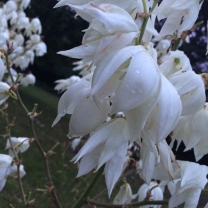 Photographie n°2209984 du taxon Yucca gloriosa L. [1753]