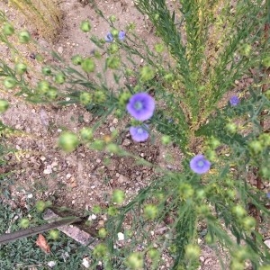 Photographie n°2210012 du taxon Linum usitatissimum L. [1753]