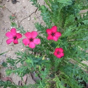 Photographie n°2210013 du taxon Linum grandiflorum Desf. [1798]