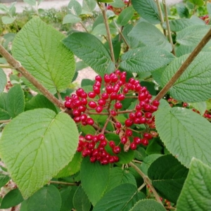 Photographie n°2210029 du taxon Viburnum lantana L. [1753]