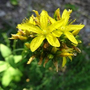 Photographie n°2210070 du taxon Hypericum montanum L. [1755]
