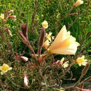 Photographie n°2210078 du taxon Oenothera stricta Ledeb. ex Link [1821]