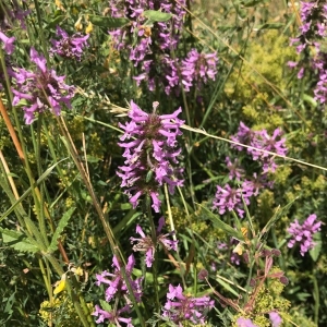 Photographie n°2210100 du taxon Betonica officinalis L. [1753]