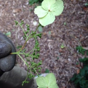 Photographie n°2210112 du taxon Hydrangea arborescens L. [1753]