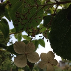 Photographie n°2210113 du taxon Hydrangea arborescens L. [1753]