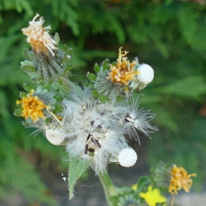 Photographie n°2210120 du taxon Picris fausse-épervière