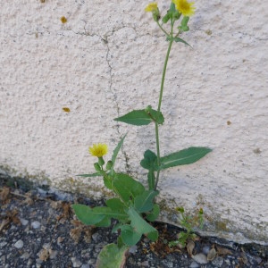 Photographie n°2210131 du taxon Sonchus oleraceus L. [1753]