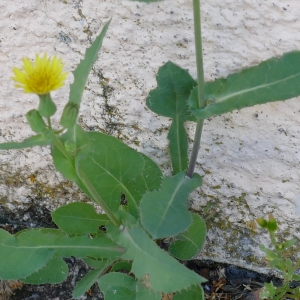 Photographie n°2210132 du taxon Sonchus oleraceus L. [1753]