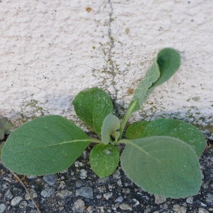 Photographie n°2210134 du taxon Verbascum L. [1753]