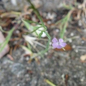 Photographie n°2210143 du taxon Petrorhagia prolifera (L.) P.W.Ball & Heywood