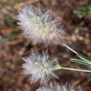 Photographie n°2210146 du taxon Trifolium arvense L. [1753]